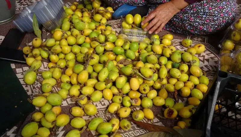 Muşmula Hasadı Tüm Hızıyla Başladı: Kilosu 150 TL'den Alıcı Buluyor!