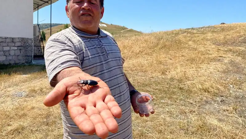 Sivas'ta Sıradan Bir Böceğin Yüksek Cezası: 557 Bin TL!
