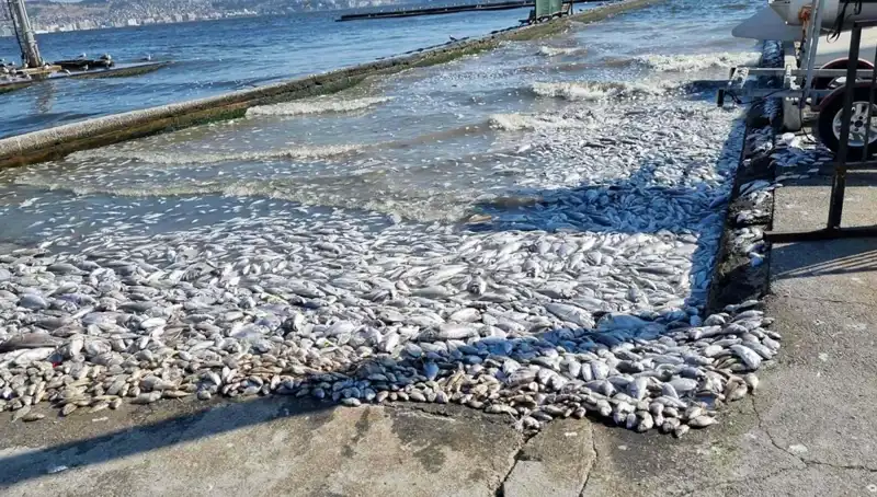 İzmir Körfezi’nde Temizliği Artıracak Yeni Proje Başlatılıyor