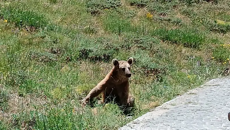 Nemrut’a Gidenlere Bozayı Uyarısı: Dikkat Edilmesi Gerekenler