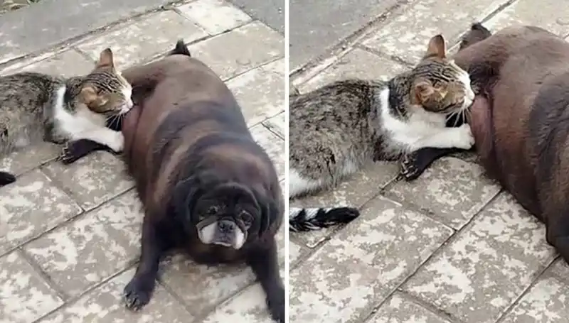Erzurum’un Sokaklarında Dostluğun En Güzel Örneği: Köpek, Kediyi Emziriyor