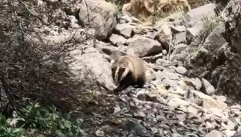Nesli Tükenmek Üzere: Batman'da Görülen Hayvan Hakkında Her Şey