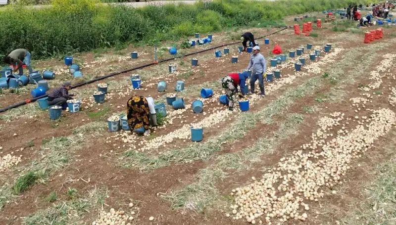 Soğan Hasadı Başladı: Toptan Fiyatları Düşüşte, Pazar Etkileri Neler?