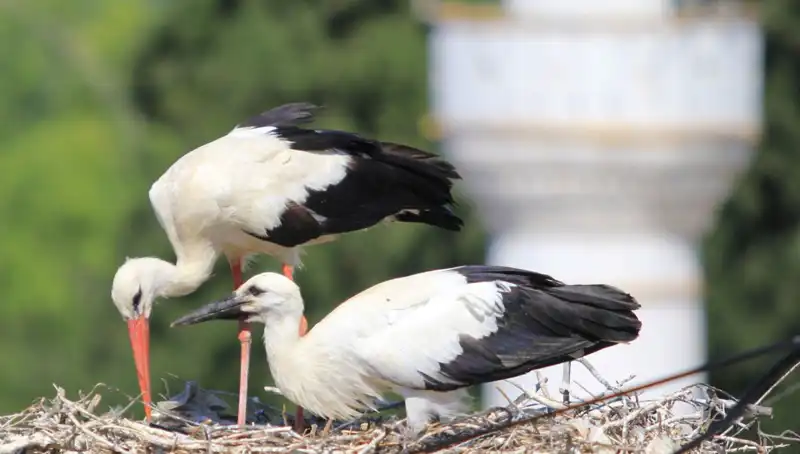 Leylek Köyü'nde 8 Kat Daha Fazla Yuva: Yaren Leyleği İle Rekabet Edebilir Mi?