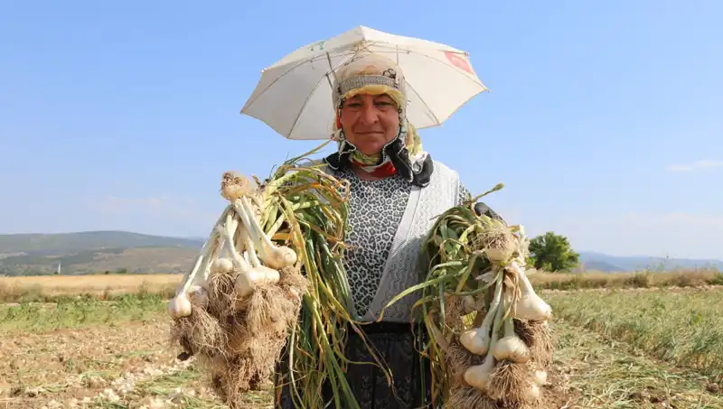 Kavurucu Sıcağın Üstünde Elde Edilen Günlük 1200 TL Kazanç Sırları