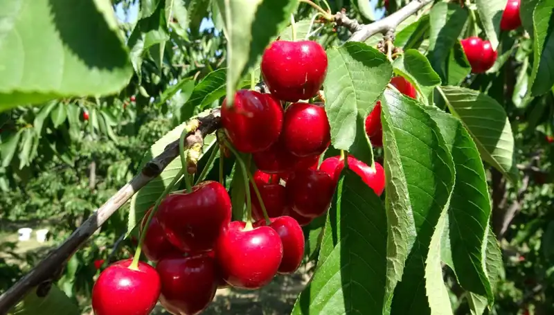 Çay Bardağına Sığmayan Bereket: Yeni Hasat Dönemi Başladı