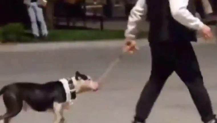 Ağızlıksız Pitbull, Diğer Köpeklere Saldırdı: Sahibine Yüksek Cezalar Kesildi