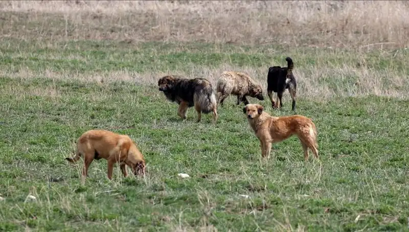 Ankara’da Sahipsiz Köpekler İçin Çarpıcı Cezalar: 71 Bin Lira!