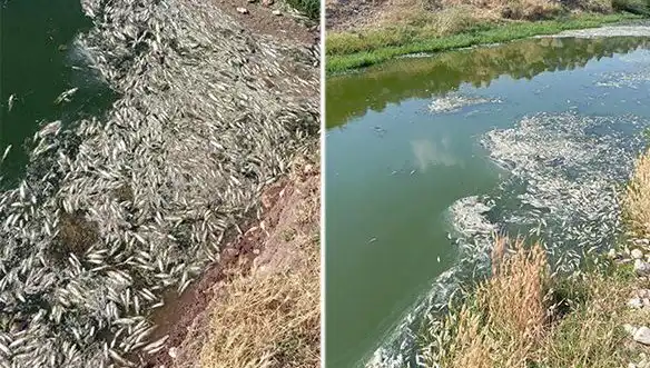Karasu Çayı'nda Balık Ölümleri: Sebepler ve Çözüm Yolları İnceleniyor